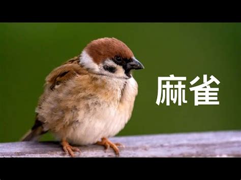 麻雀窩|【麻雀做窩】麻雀飛進家裡築巢？居家風水大解析！